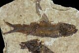 Two Small Fossil Fish (Knightia) - Wyoming #106953-2